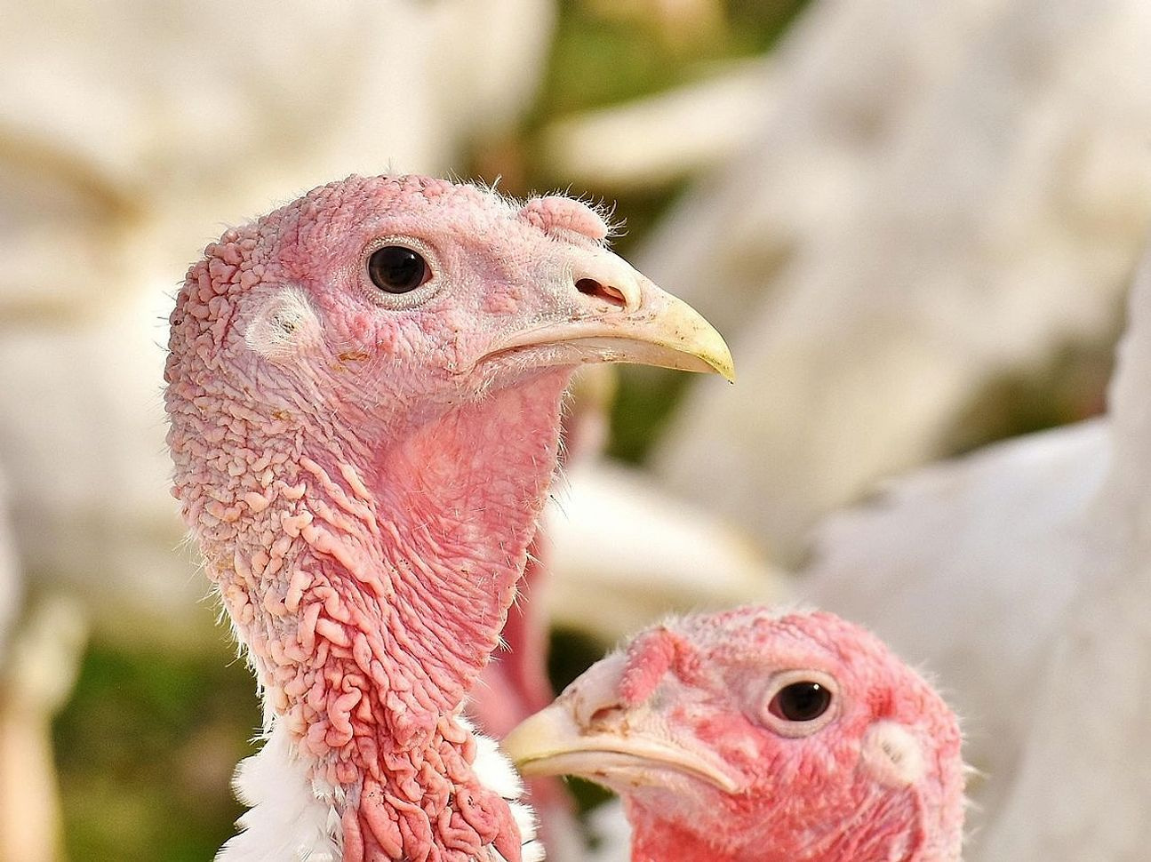 Pollo allevato naturale