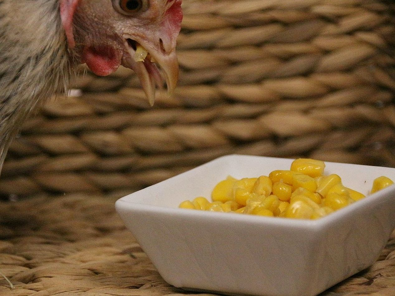 Il nostro gallo canta all'alba della fattoria