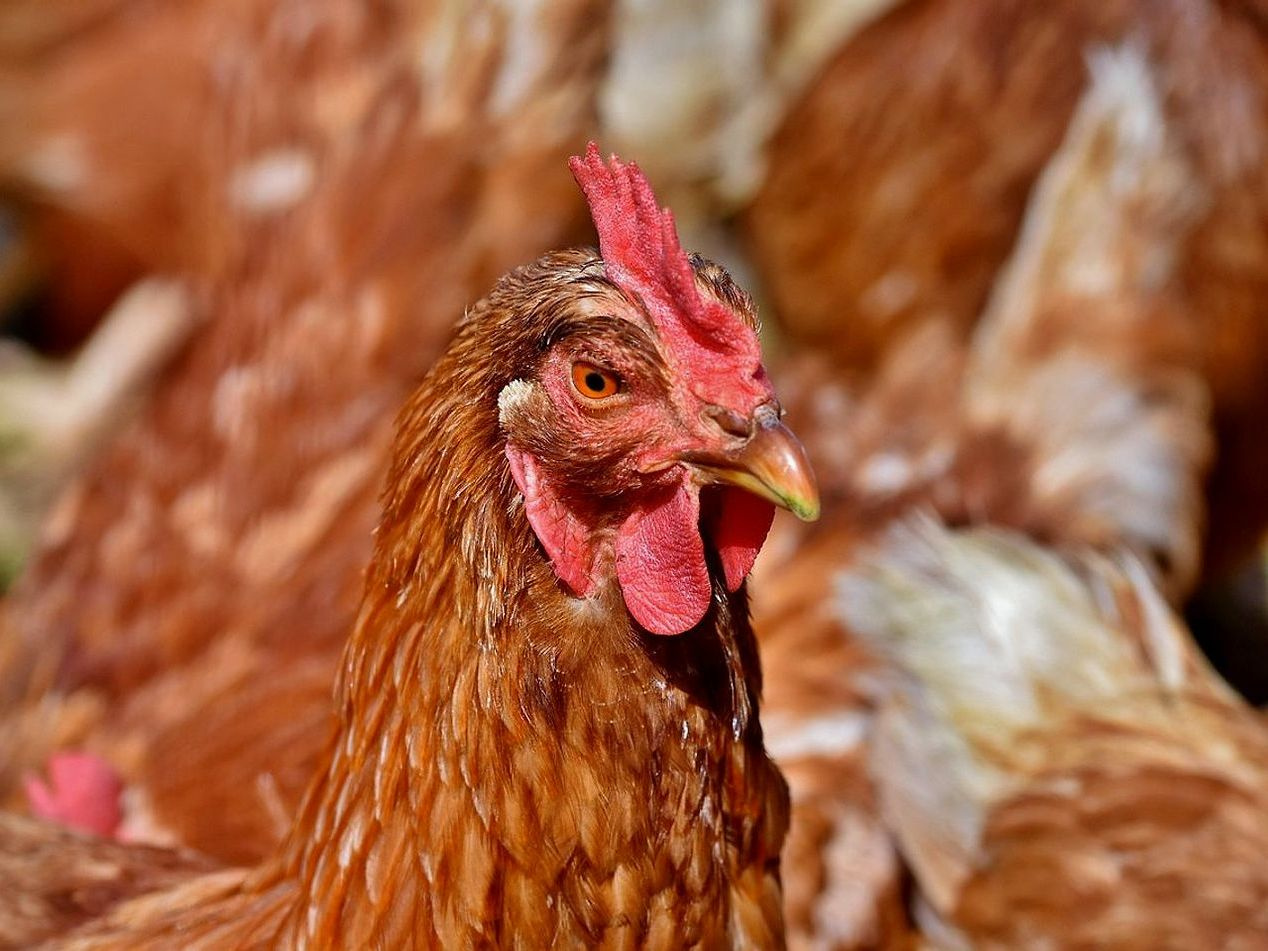 Uova di galline in libertà nei prati